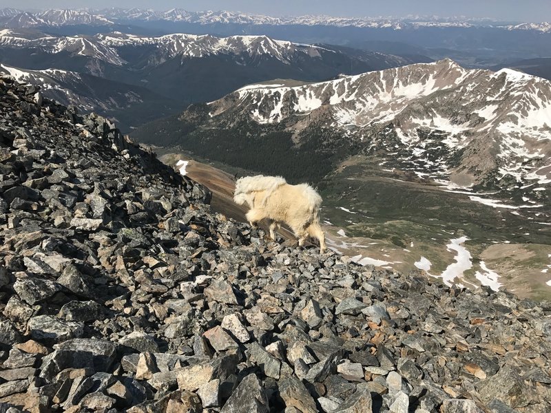 Mountain goat near top of Grays.