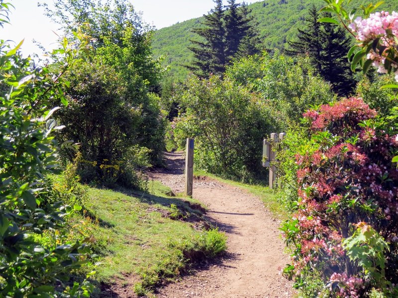 Sections of the Rhododendron Trail are quite beautiful when the shrubs are in bloom.