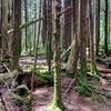 Near the summit of Mt. Rogers, dense, wet forest take over for a Pacific Northwest vibe.