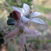 Native flower