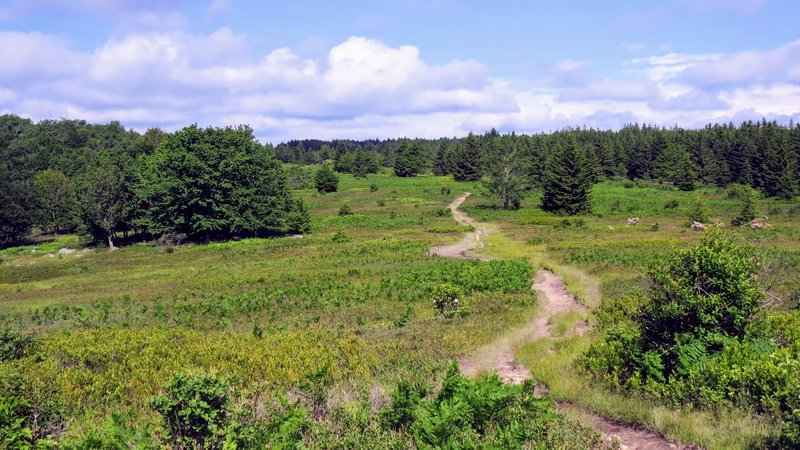 Dolly Sods looks a lot more like Canada than the Appalachian Mountains of the Northeast US.