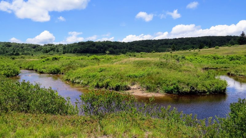 You'll have to navigate this stream crossing on the Dobbin Grade Trail. It is perhaps easiest to ditch your shoes and wade across this shallow stream.