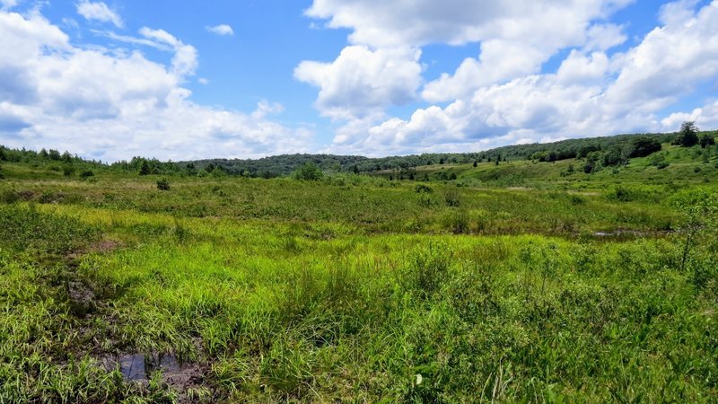 Be prepared for a swamp crossing on Dobbin Grade Trail. This "trail" can sometimes disappear entirely, leaving you to your own devices to find the best (and driest) path through.