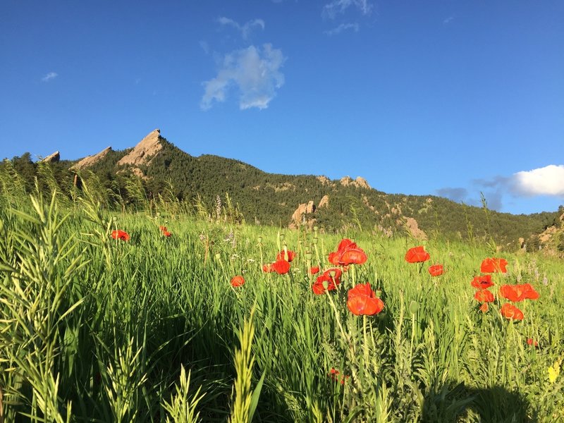 Looking at Green Mountain with its Flatirons.