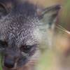 A Santa Catalina Island Fox noses through the grass just off trail.