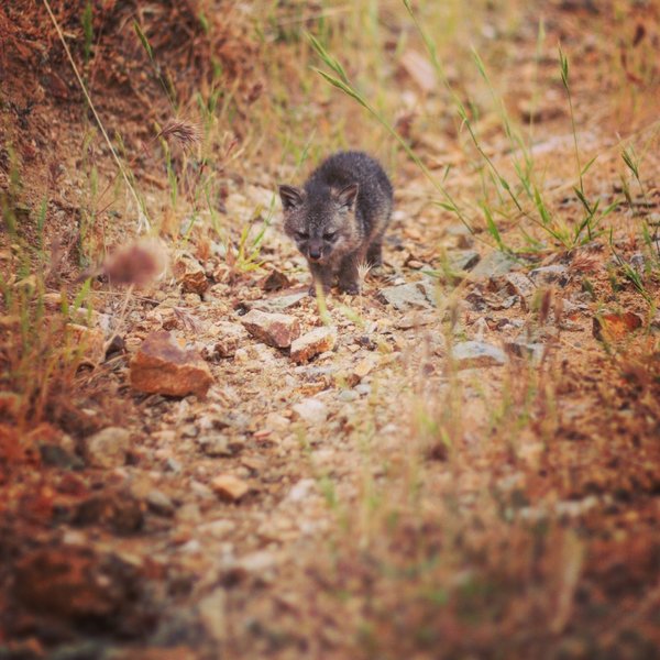 A Santa Catalina Island Fox Pup trots down the trail.