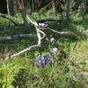 Columbines grow everywhere along the trail!