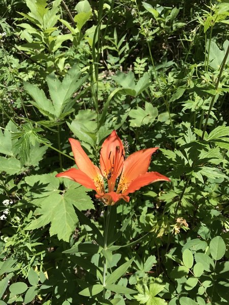 A wood lily blooms along the trail.