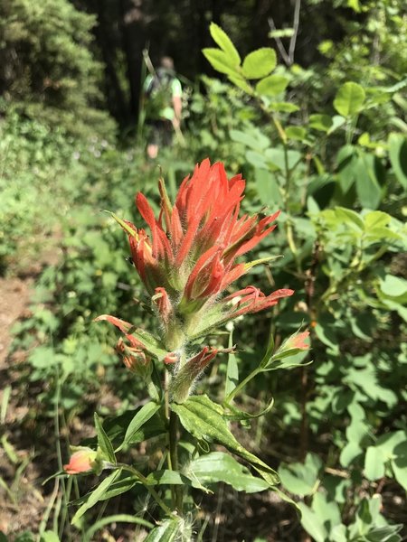 Wyoming indian paintbrush grows along the Levi Trail.