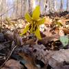 This is just one of hundreds of trout lilies we saw on the John Noel Trail.