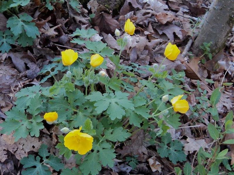 These celandines grow in one place at John Noel, and only for a brief time each year.