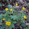 These celandines grow in one place at John Noel, and only for a brief time each year.