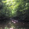 A canopy of trees shades the North Fork Little River.