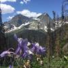 The Guardian and Silex stand with some columbine in the foreground.