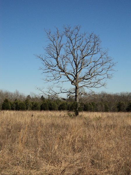 This "sentinel tree" is a landmark along the far southern verge of the trail.