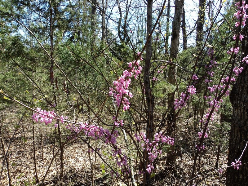 Whatever this is, it's pretty and there's lots of it!