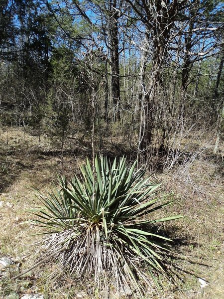 In drier areas of Cedar Glades, yucca is pretty common.