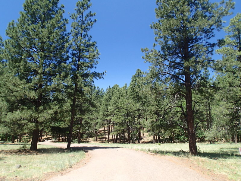 Buffalo Park Loop Trail is a wide foot path through the heart of the park.