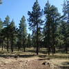 The Two-Spot Trail traverses a mixture of open grassland and forest.