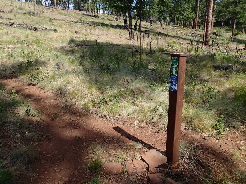 Keep an eye out for this trail junction of the Two-Spot Trail and Gold Digger Trail.