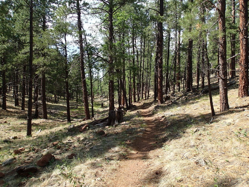 The Gold Digger Trail traverses similar forest to the Two-Spot Trail.