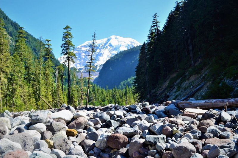 Mount Rainier stands upstream of the Wonderland Trail-Northern Loop intersection.