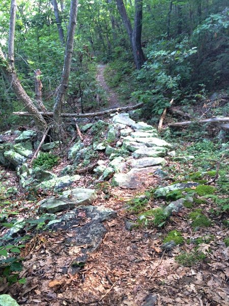 Near the start of the Massanutten Trail when heading northeast, you'll have to navigate this sturdy rock section.