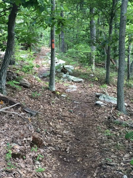 From here on out, the Massanutten Trail starts to get a little less rocky.