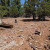 Occasional cairns can be found along the trail, but do not rely on them for navigation.