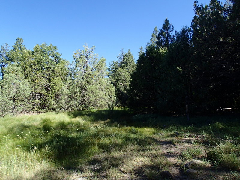 The Kelsey Spring Trail pops into this open meadow for a brief second.