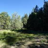 The Kelsey Spring Trail pops into this open meadow for a brief second.