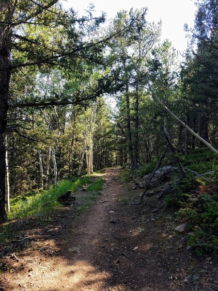 The St. Mary Falls Trail follows gentle terrain along a ridgeline.