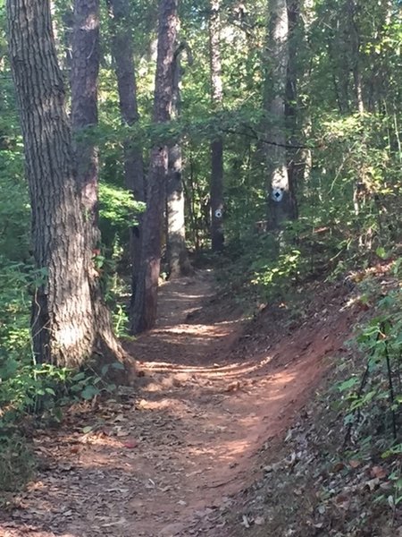 "Flat Tail Trail" just after "Woodie Walk"