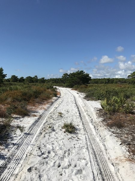 Soft and sandy surface on Paw Paw trail at the north end of Jupiter Ridge Natural Area.