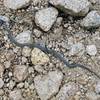 Snake near the fourth creek crossing.