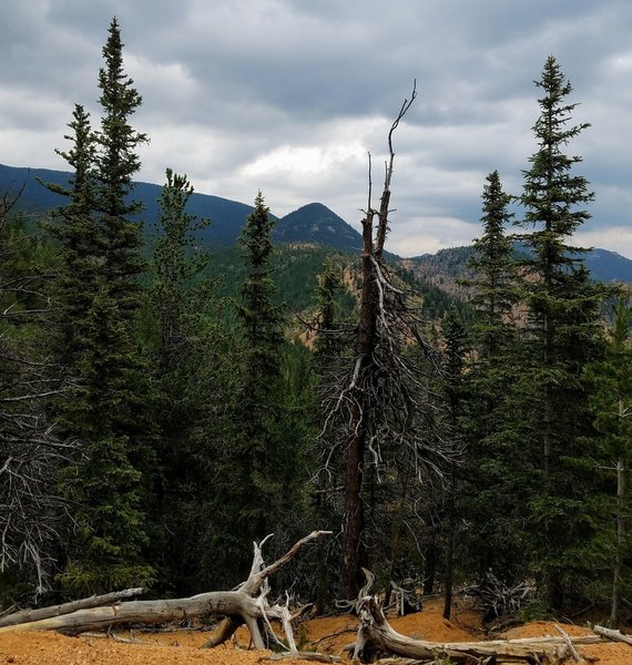 View of Mount Rosa from Pipeline Trail (#668).