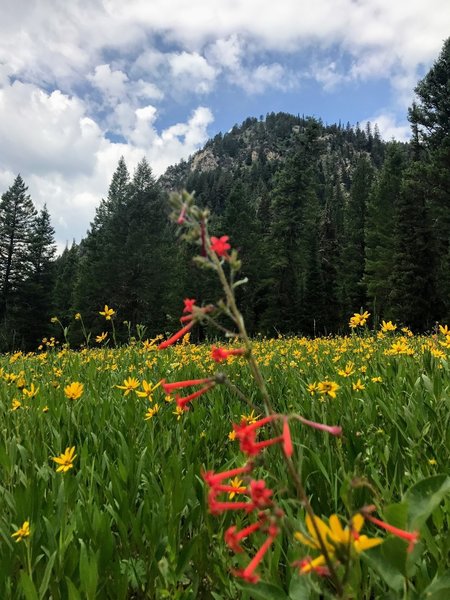 Plenty of wildflowers early in the summer.