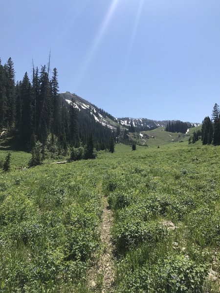 The trail, somewhat faded but visible most the way.