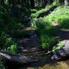 Indian Creek crosses the North Rim Trail during early summer after a large snowpack.