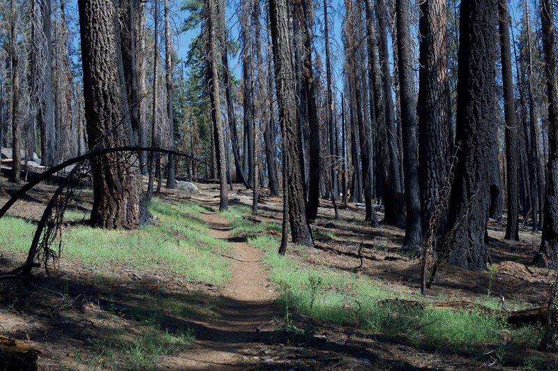 The trail passes through a large burned out section. You can see the forest regenerating as you pass along the trail.