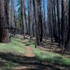 The trail passes through a large burned out section. You can see the forest regenerating as you pass along the trail.