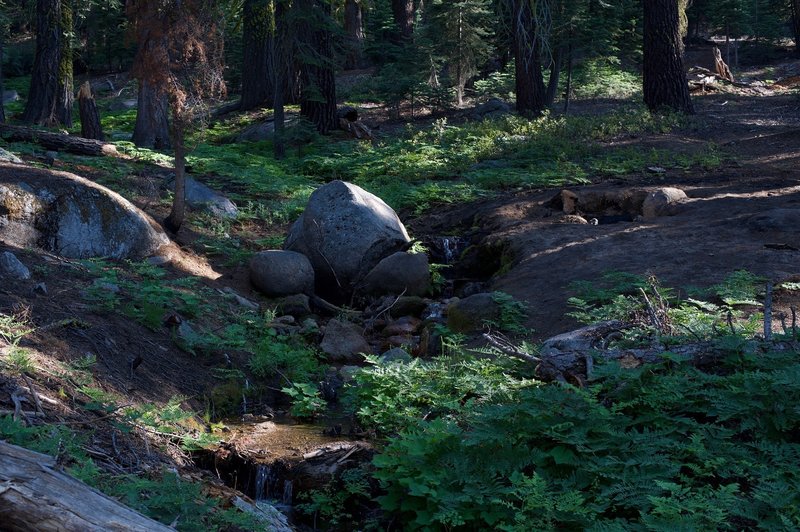 A small feeder creek feeds into Lehamite Creek. Lush vegetation is seen in areas where there is water, as well as mosquitoes.