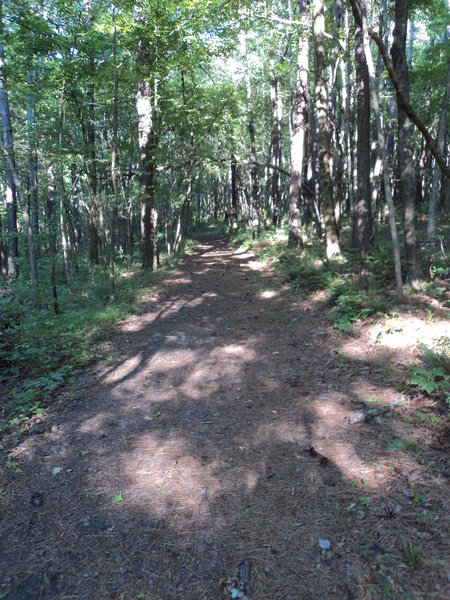 Not, it's not the most scenic trail in Tennessee, but there's just something sublime about a path through the woods, covered with pine needles, plenty of shade on a hot day...