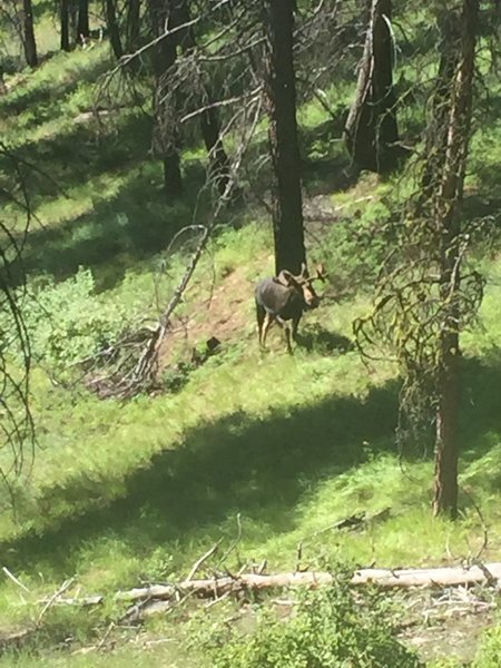 Unexpected fauna on the Blodgett Overview Trail.