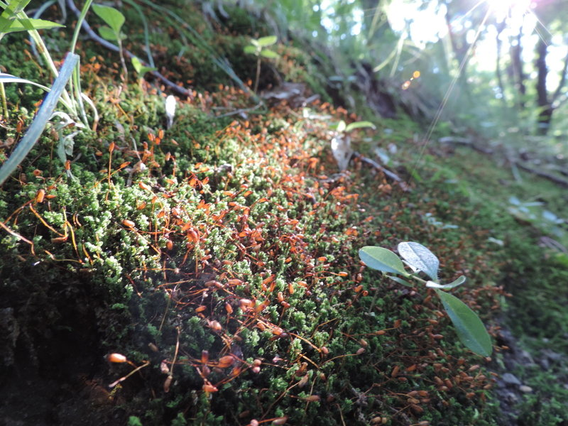 Lots of pretty growth around the trail along the Cattail Loop.