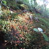 Lots of pretty growth around the trail along the Cattail Loop.