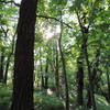 Lovely view of the wooded trail along the Cattail Trail.