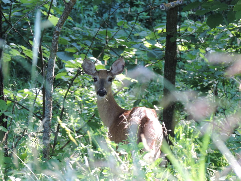 Don't be surprised if you see a deer or two in the park!