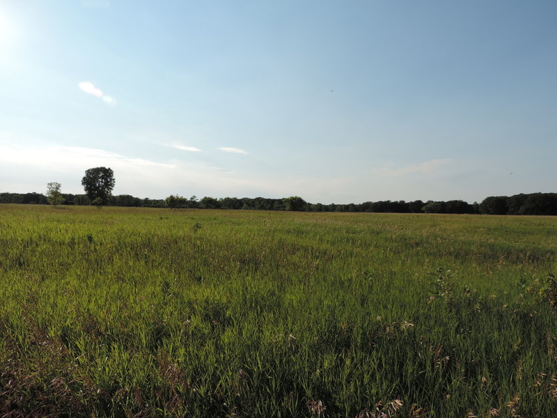 Open prairie section in the middle of the trails at the Coneflower Loop.