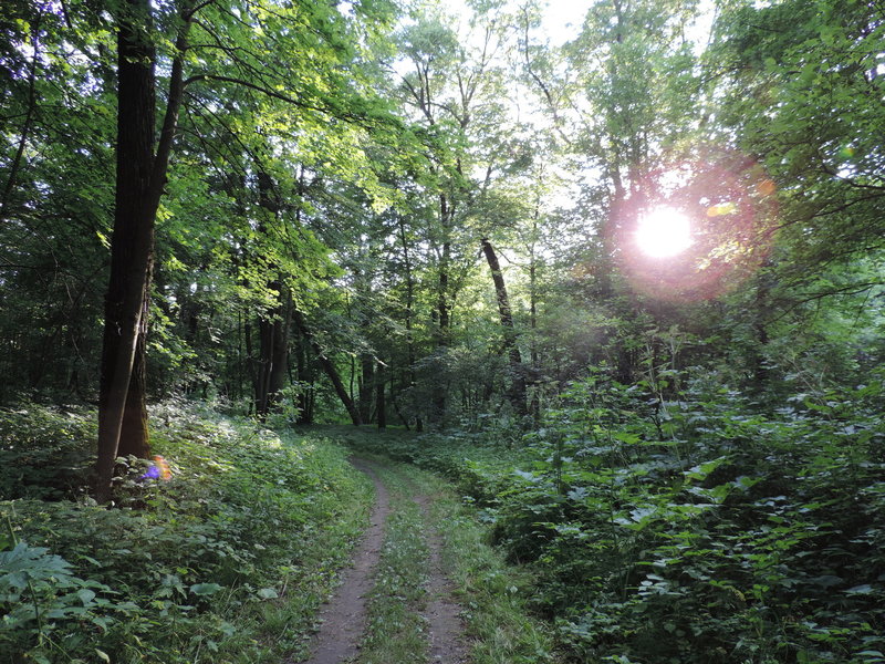 Sun poking through the trees on the Fisher Loop.